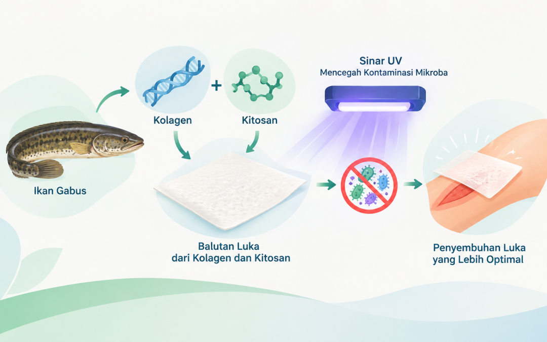 Inovasi Balutan Luka dari Kolagen dan Kitosan Ikan Gabus: Peran Sinar UV dalam Mencegah Kontaminasi Mikroba 